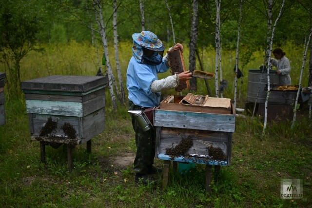 Алексей Михайлович во время ежедневного обхода ульев, где он выбирает полные рамки для откачки мёда