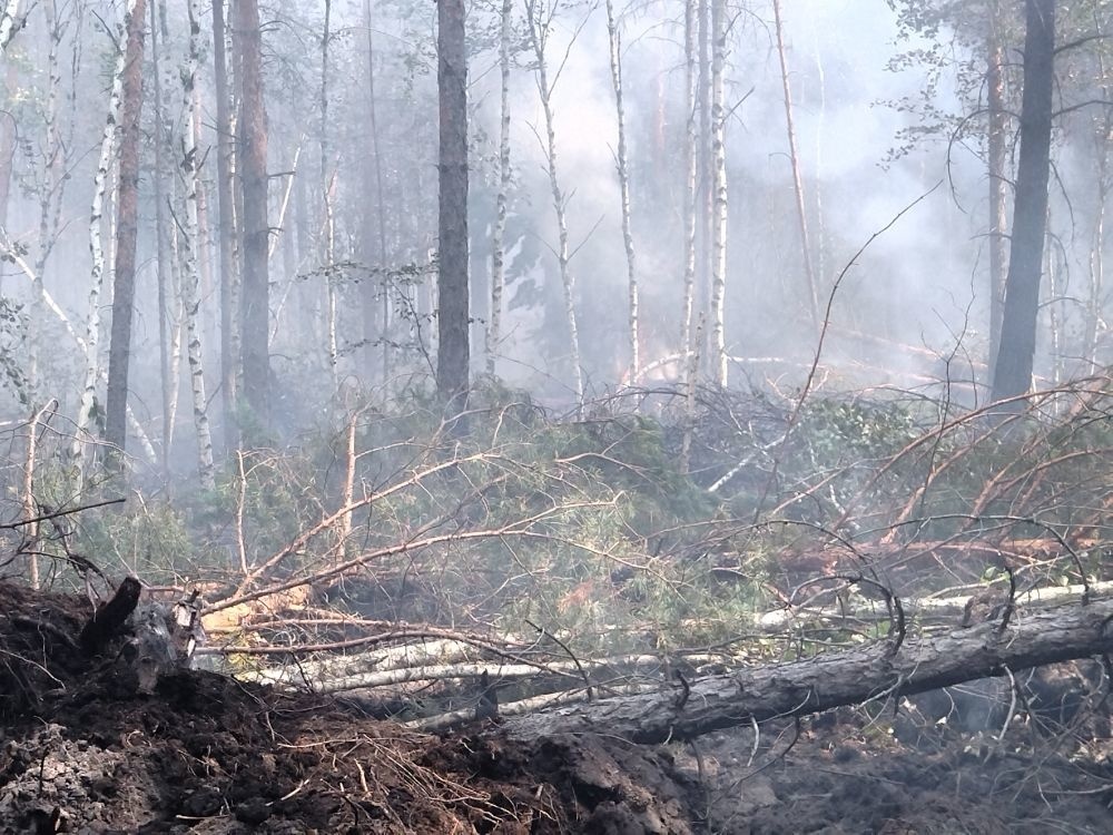 В Чувашии локализовали пожар в заповеднике «Присурский» 