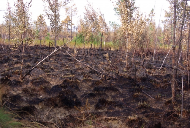 Последствия пожара в лесах Марий Эл