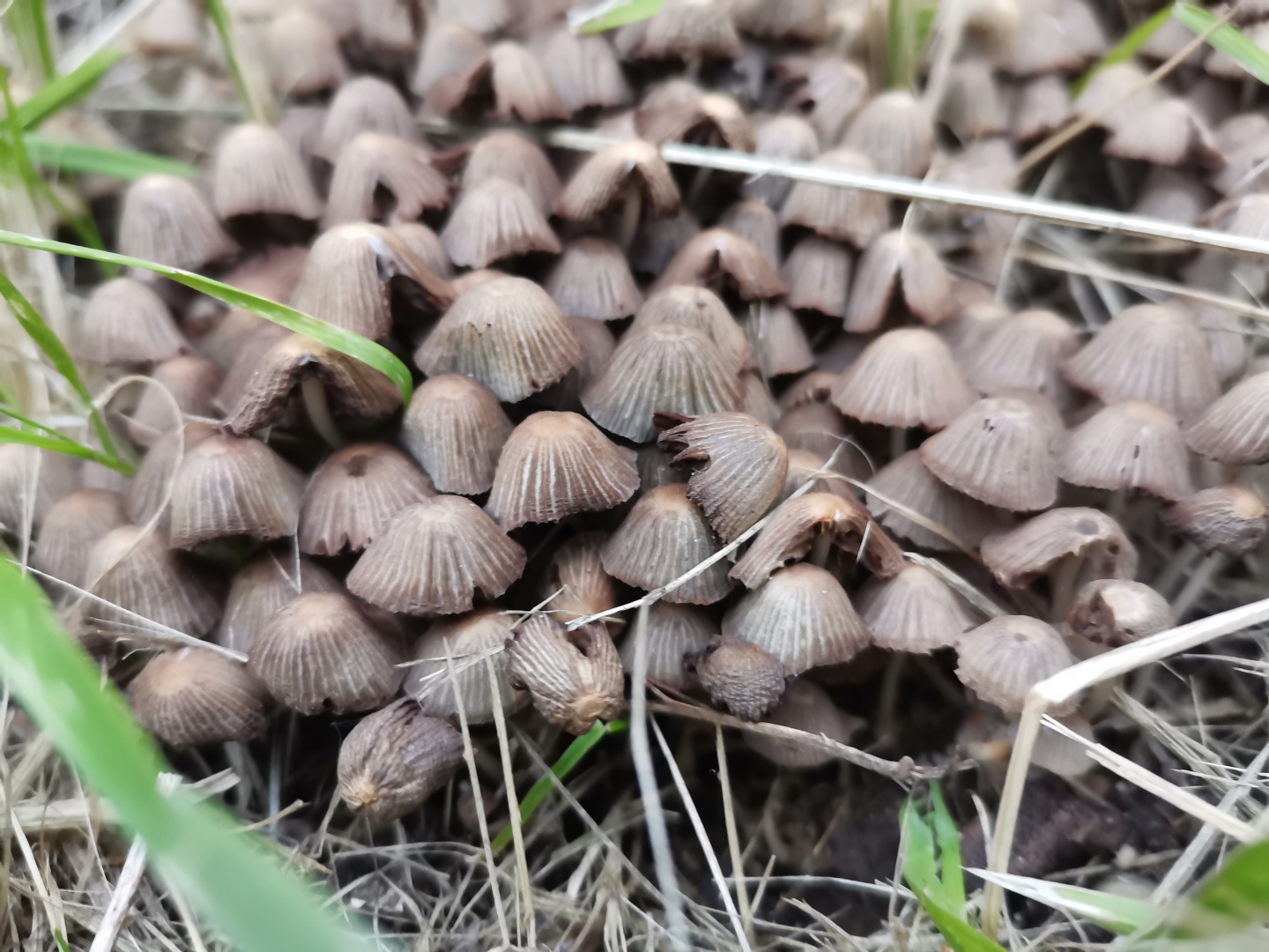 Съедобные грибы Чувашии