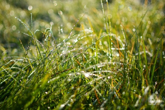 Трава под солнцем