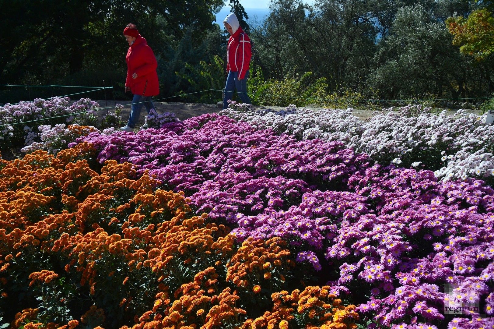Никитский Ботанический сад хризантемы 2021