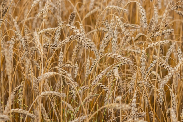 Пшеница (урожай)
