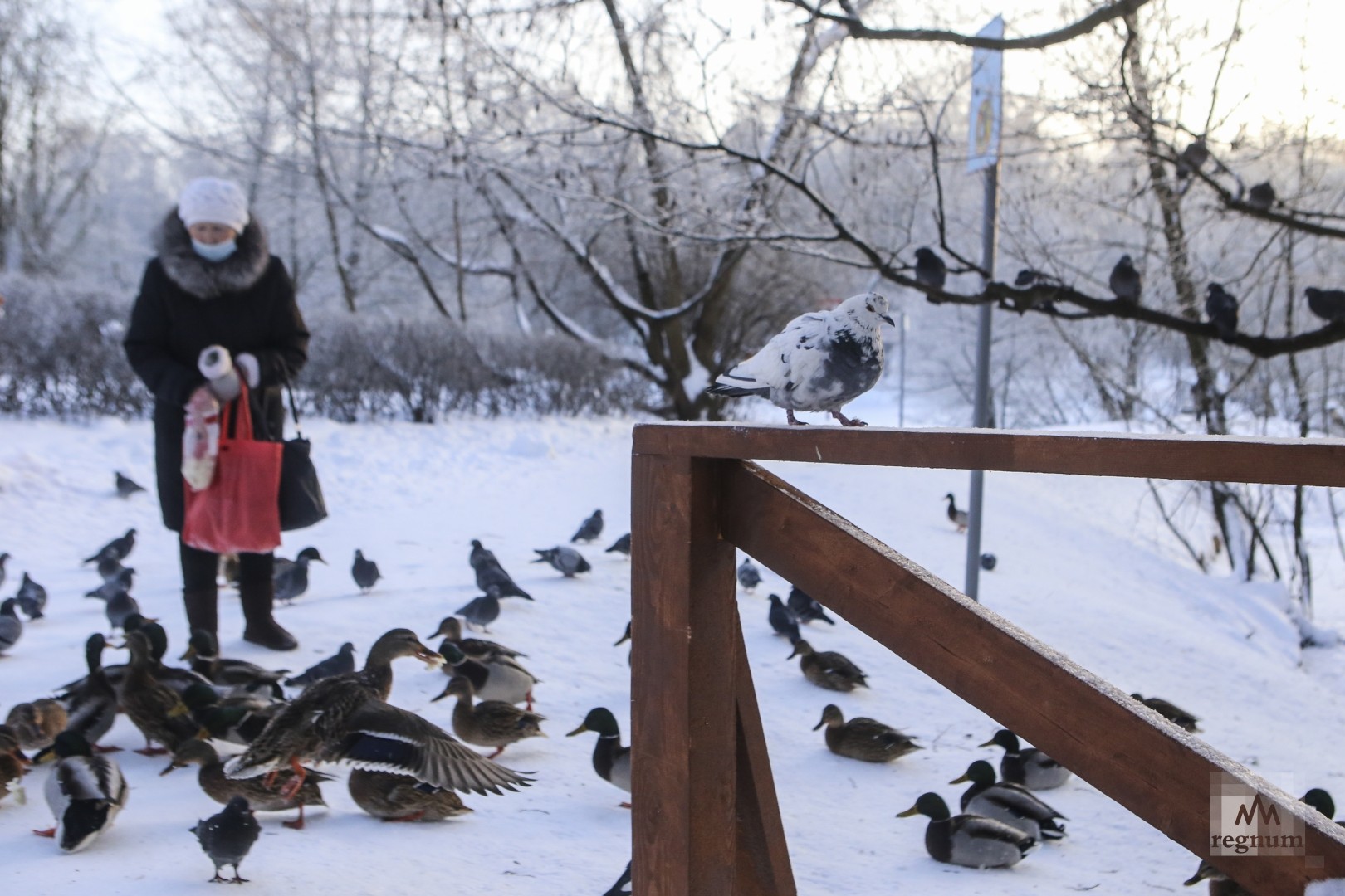 парк птиц воробьи зимой