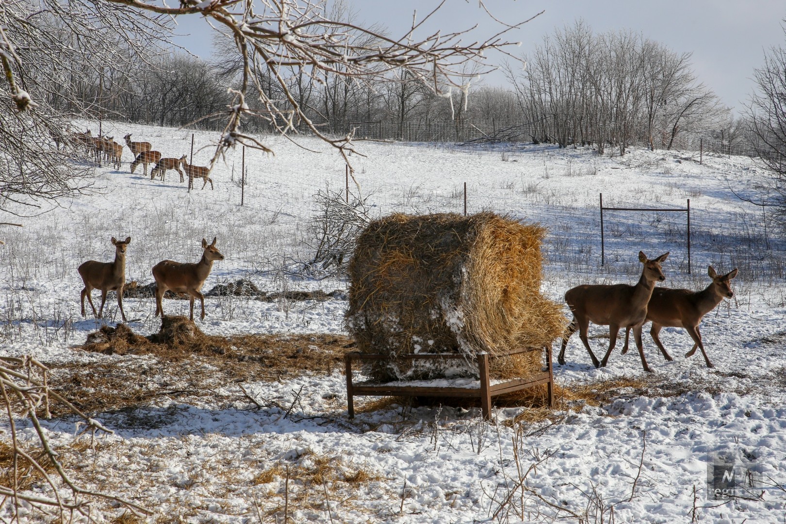 Европейские олени на ферме в Ставропольском крае