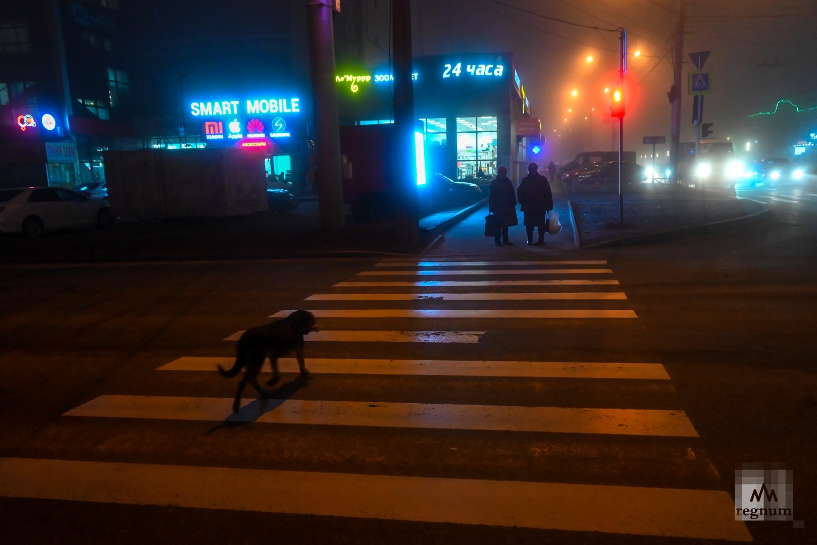 Собака перебегает дорогу на красный свет