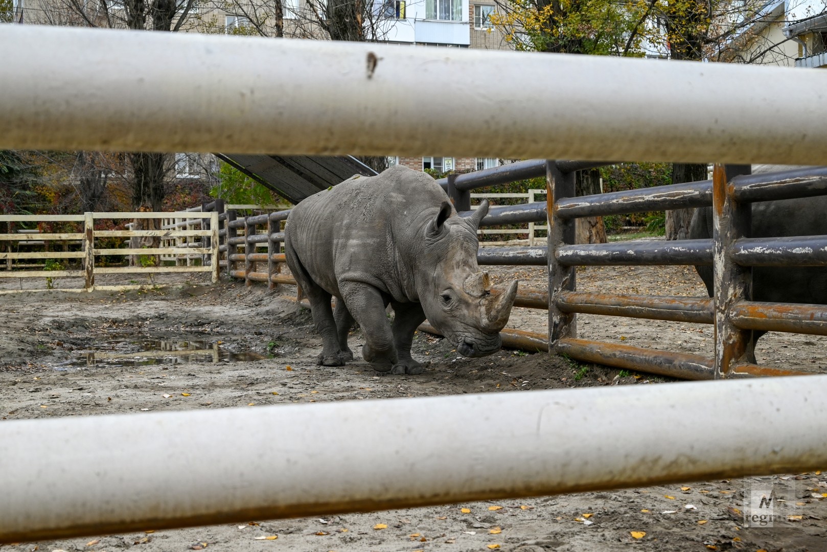 Носорог в Ростовском зоопарке