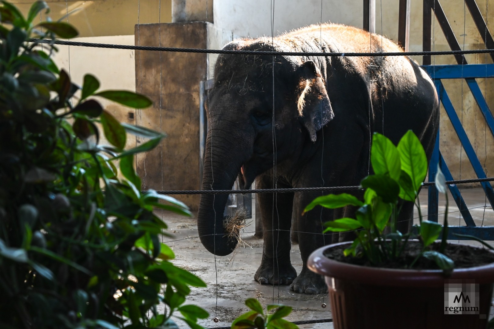 Слон азиатский из отряда хоботных слонового семейства в Ростовском зоопарке