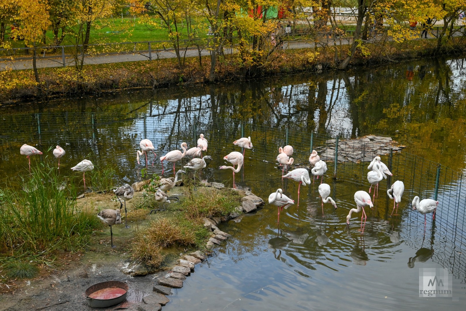 Розовые фламинго в водоеме Ростовского зоопарка