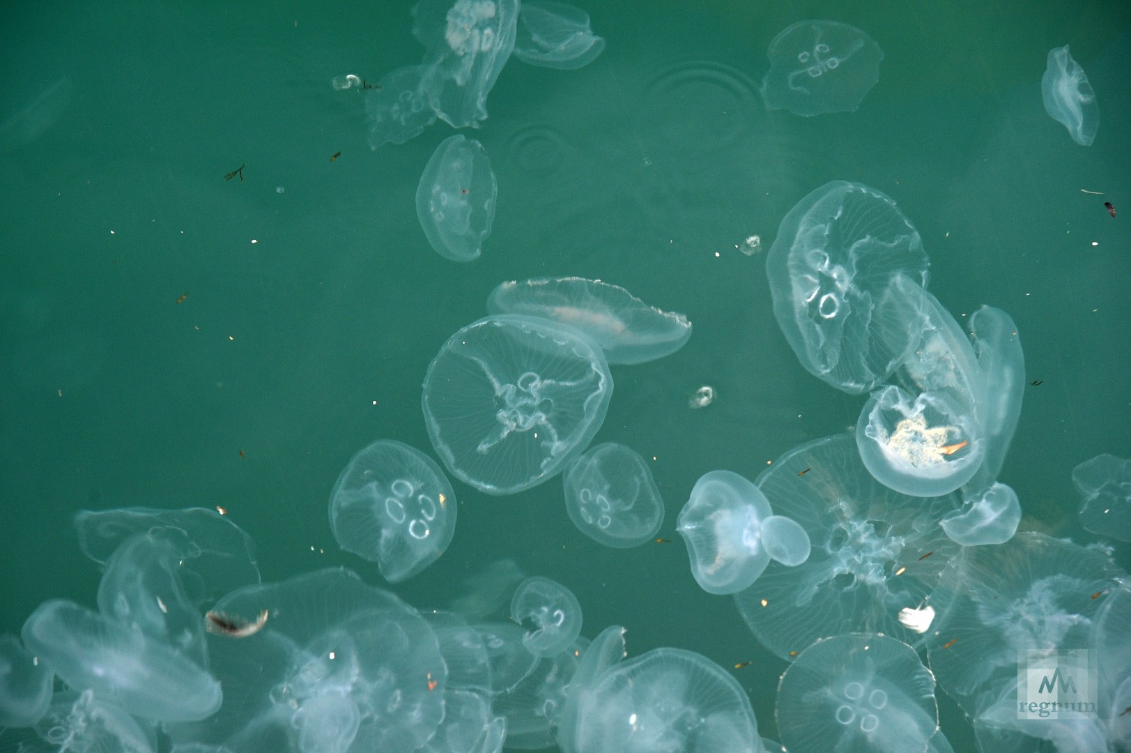Медузы Балтийского моря 2022