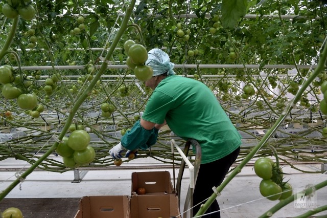 Что выращивают в крыму. Выращивание в Крыму. Кандель яблоко когда выращивать в Крыму.