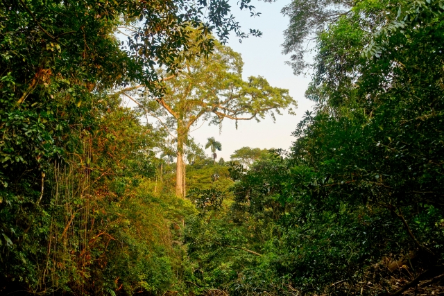Тропический лес в Эквадоре 