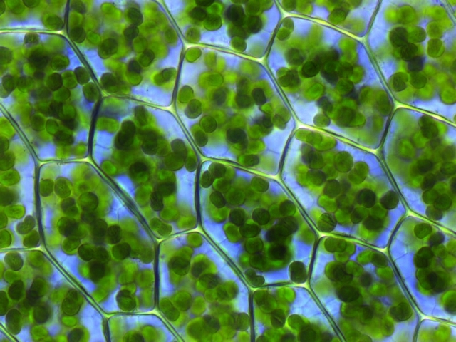 Хлоропласты в клетках листа 