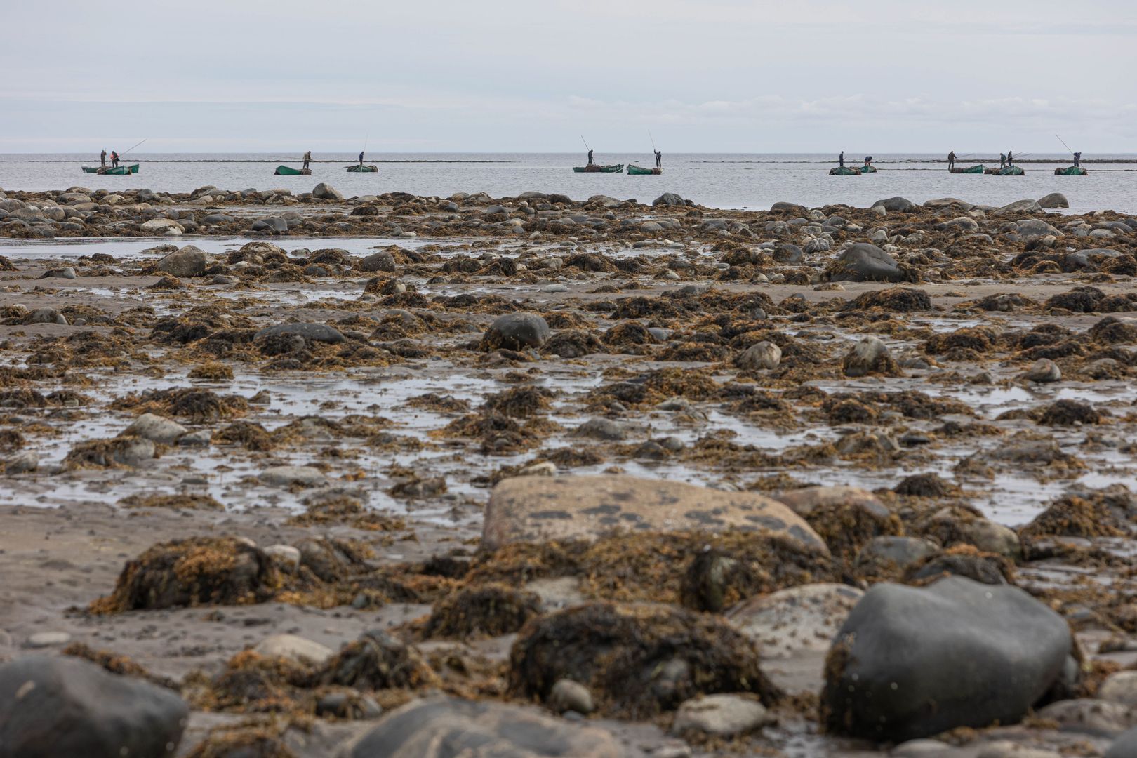 В августе несколько дней драгировщики «косят» ламинарию недалеко от берега. Это место называется «ножницы», на нем всегда растет большое количество количество ламинарии и хороший улов.