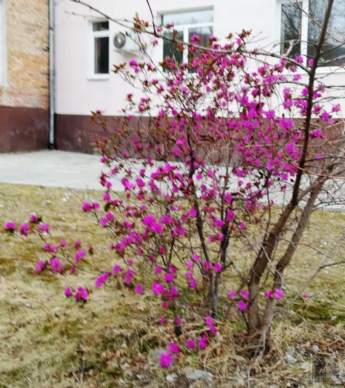 Можно ли багульник держать дома в вазе