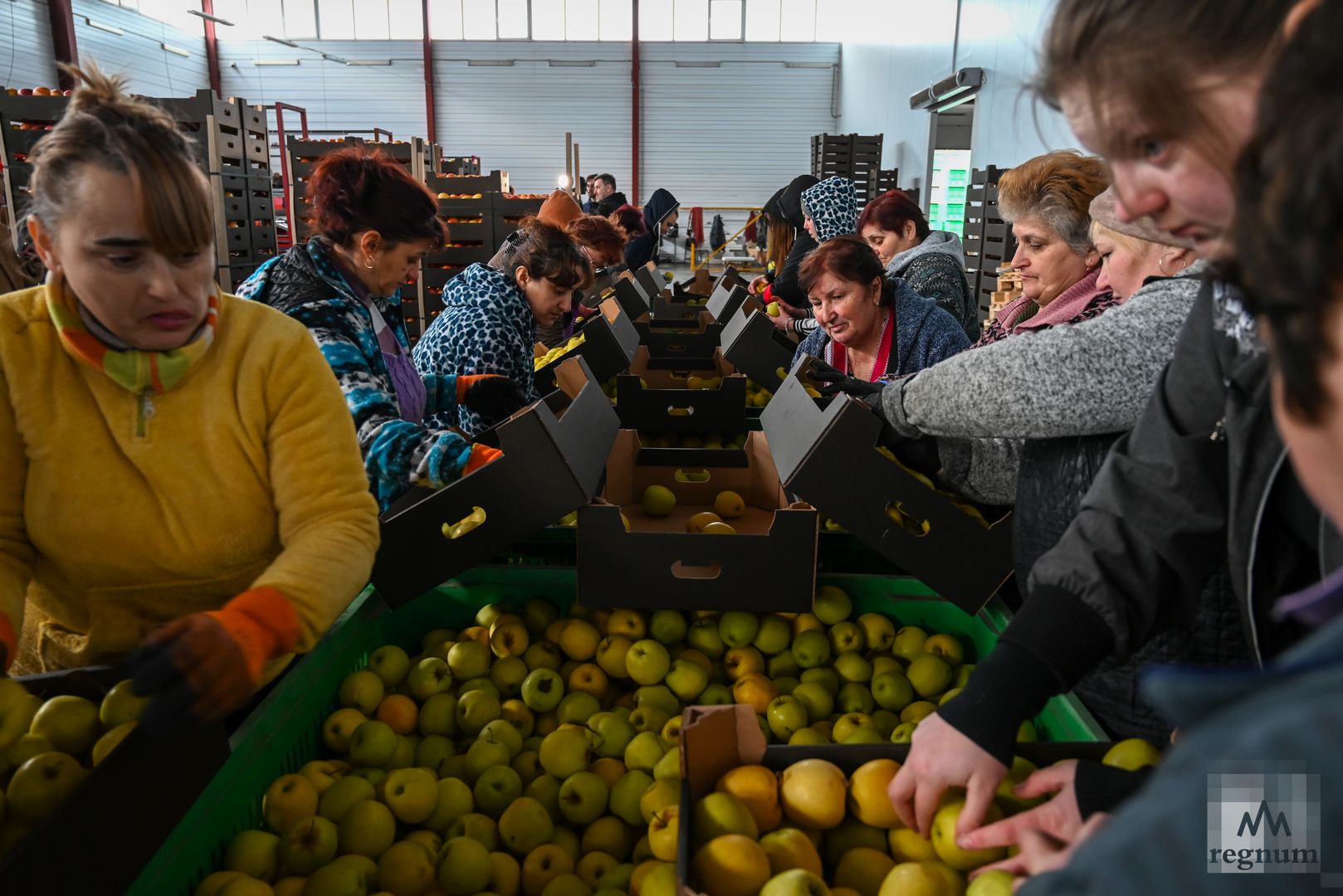 Работники предприятия «Труновские сады» сортируют яблоки