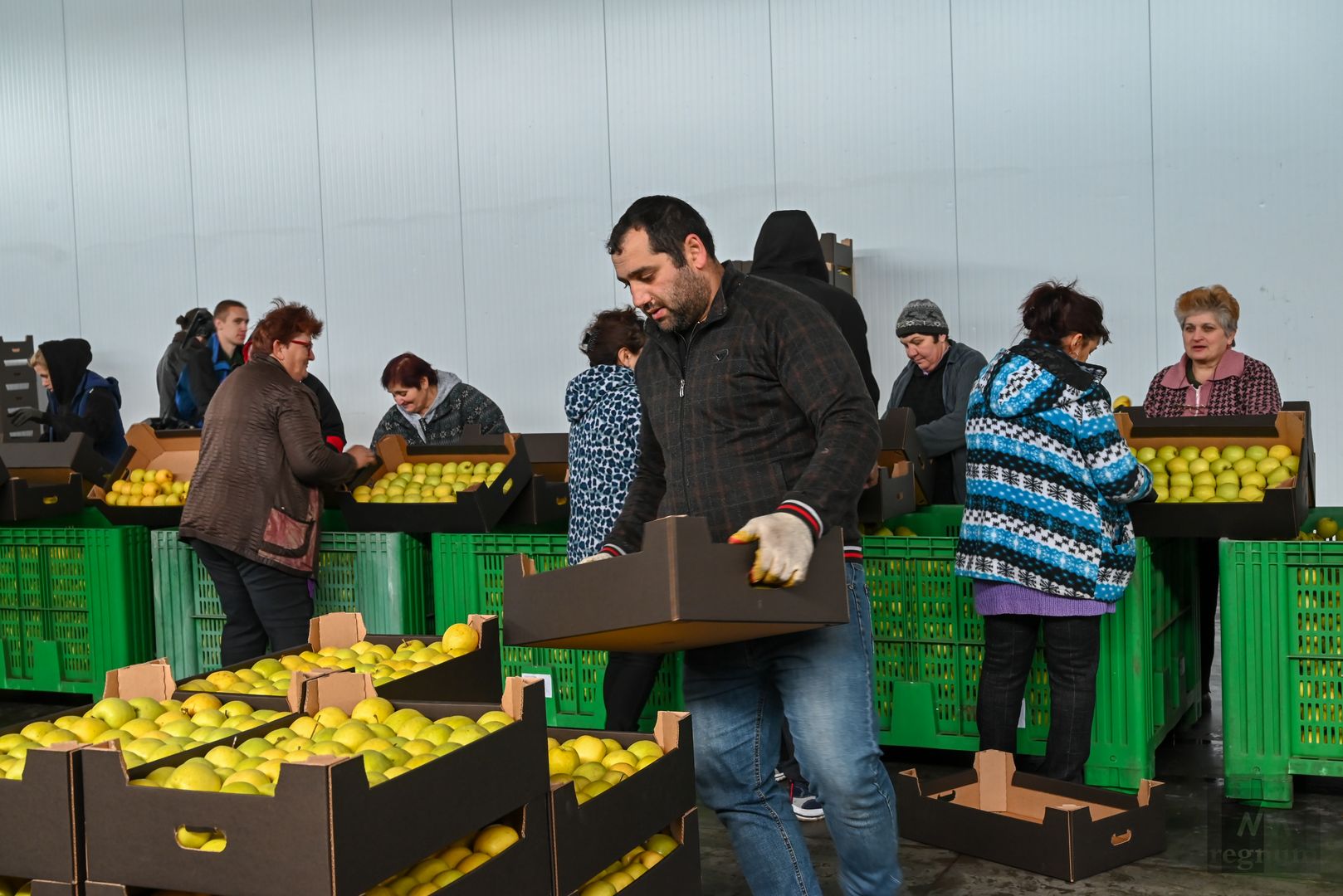 Работники предприятия сортируют яблоки после зимнего сна