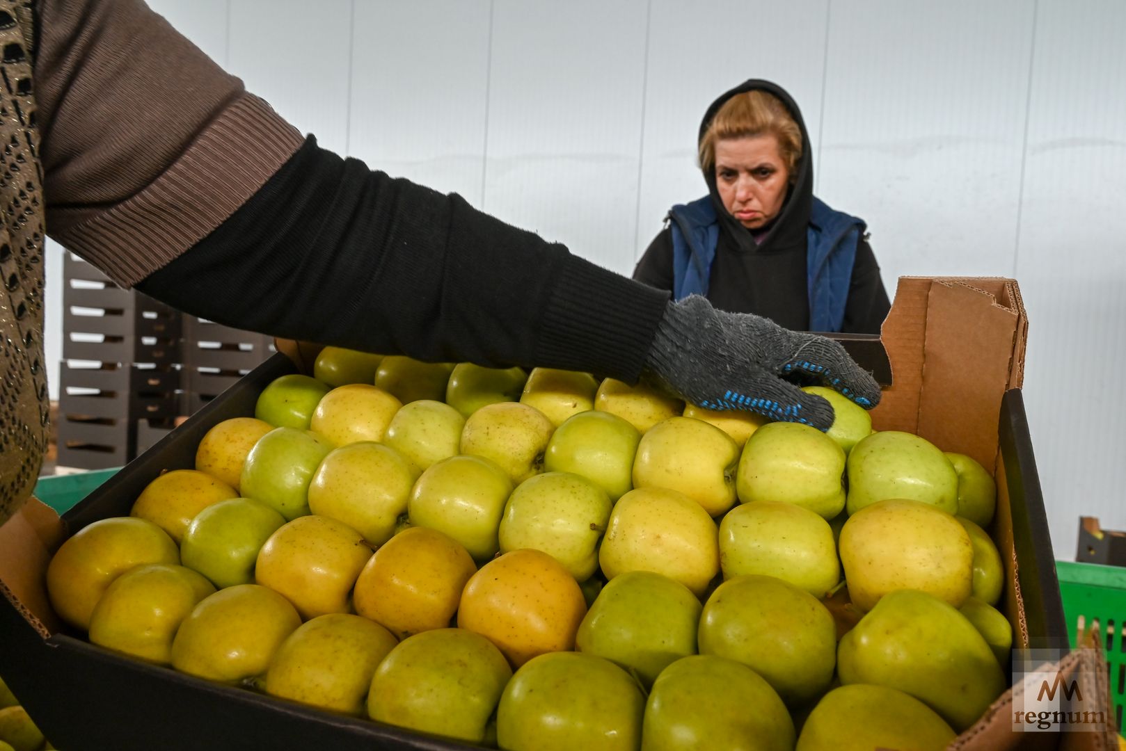 Сортировка яблок в плодохранилище