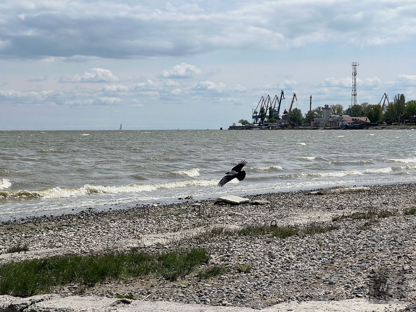 змеи в таганроге на набережной