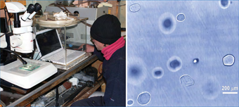 Микроскопические исследования кристаллических включений гидратов воздуха в шлифах древнего льда в холодной гляциологической лаборатории станции «Восток»