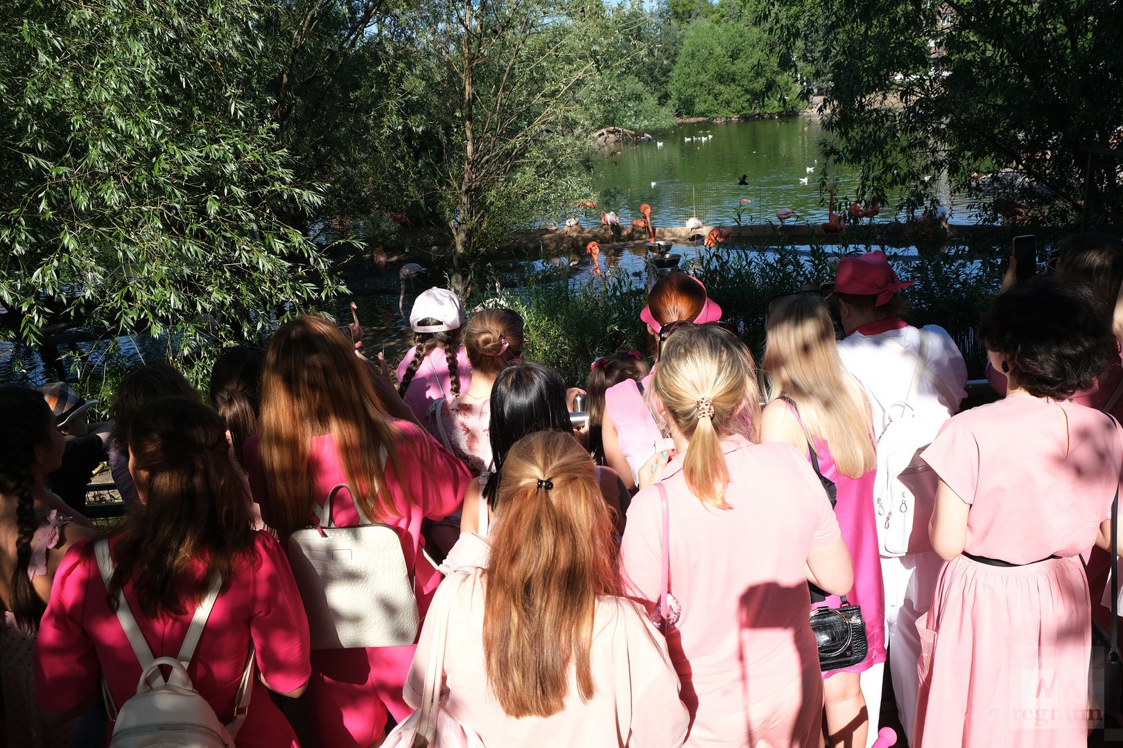 Лагерь розовый фламинго прохладный фото