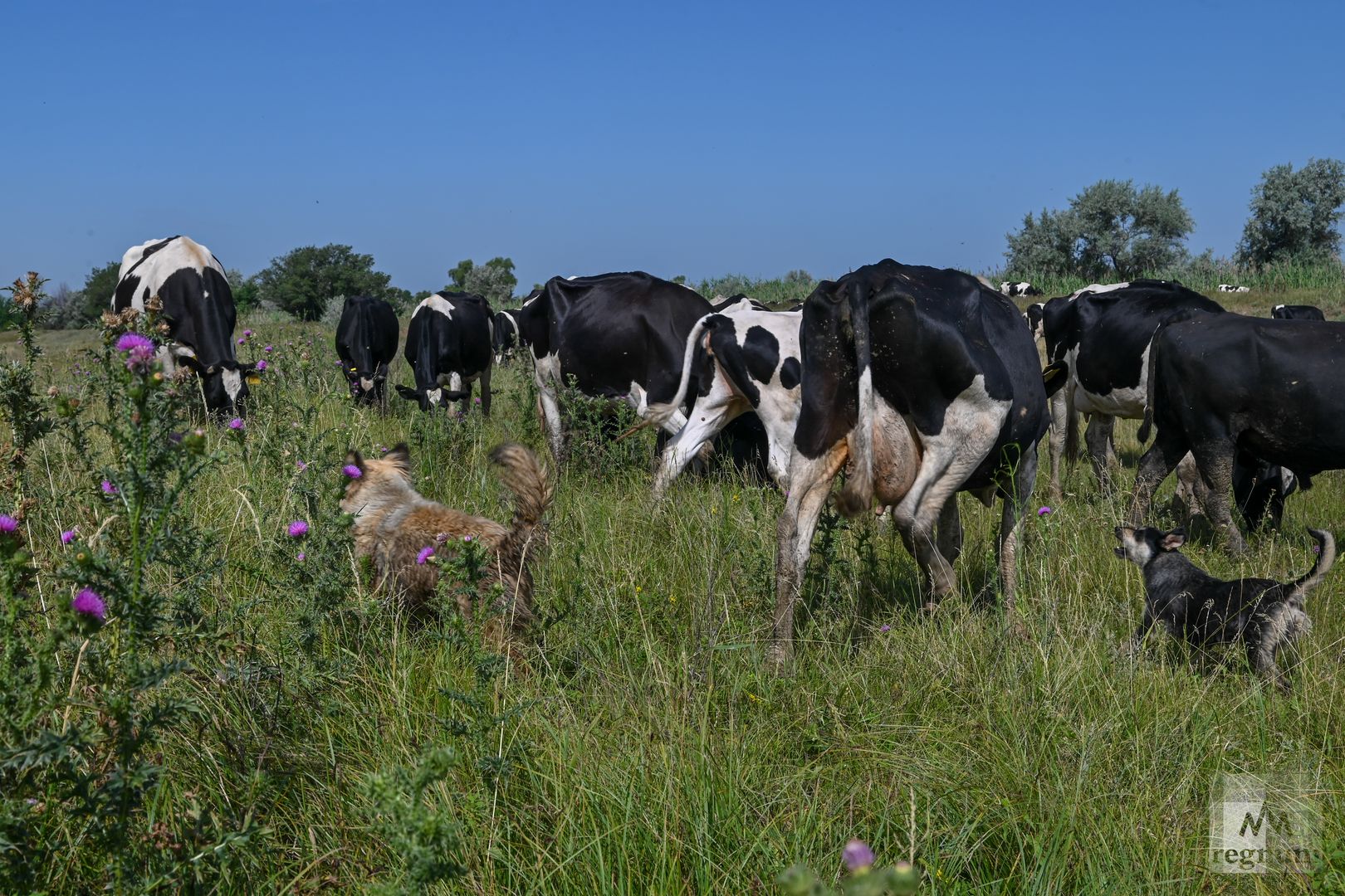 Коровы голштинской породы на выпасе