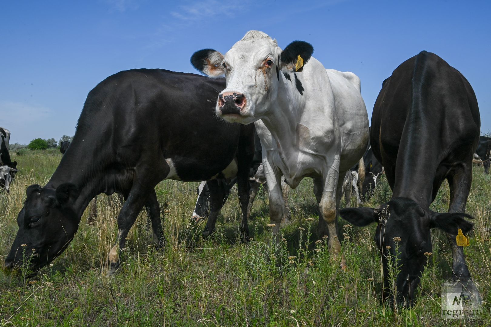 Коровы голштинской породы на выпасе