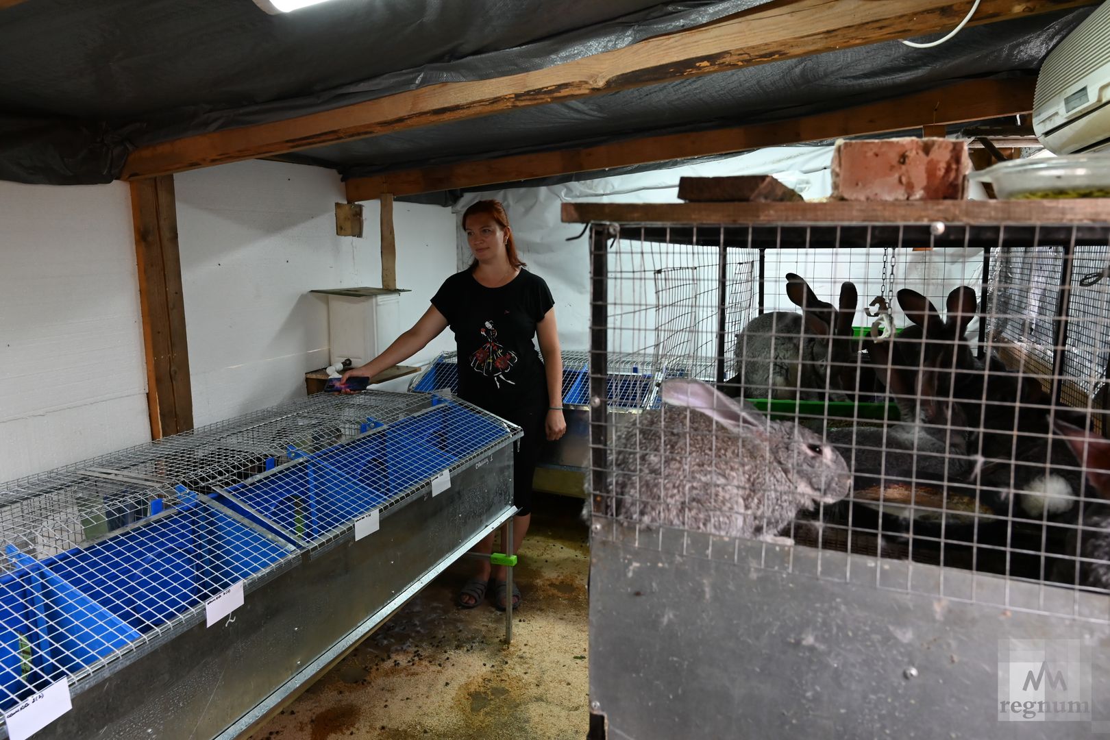 Купить Кроликов В Калужской Области Для Разведения