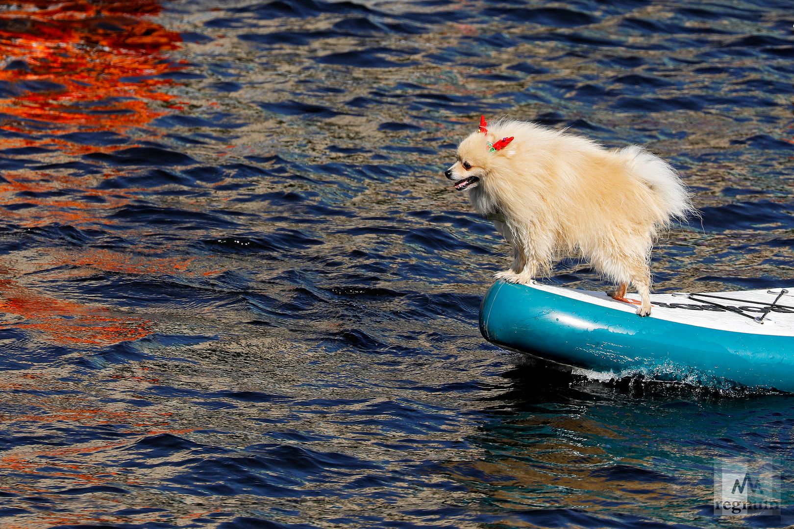 Собака на доске во время фестиваля SUP-серфинга «Фонтанка-SUP — 2022»