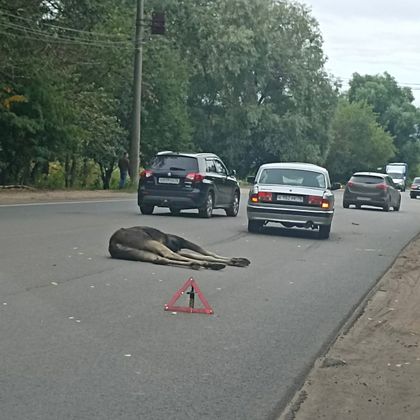 Погибший лось в Ярославле