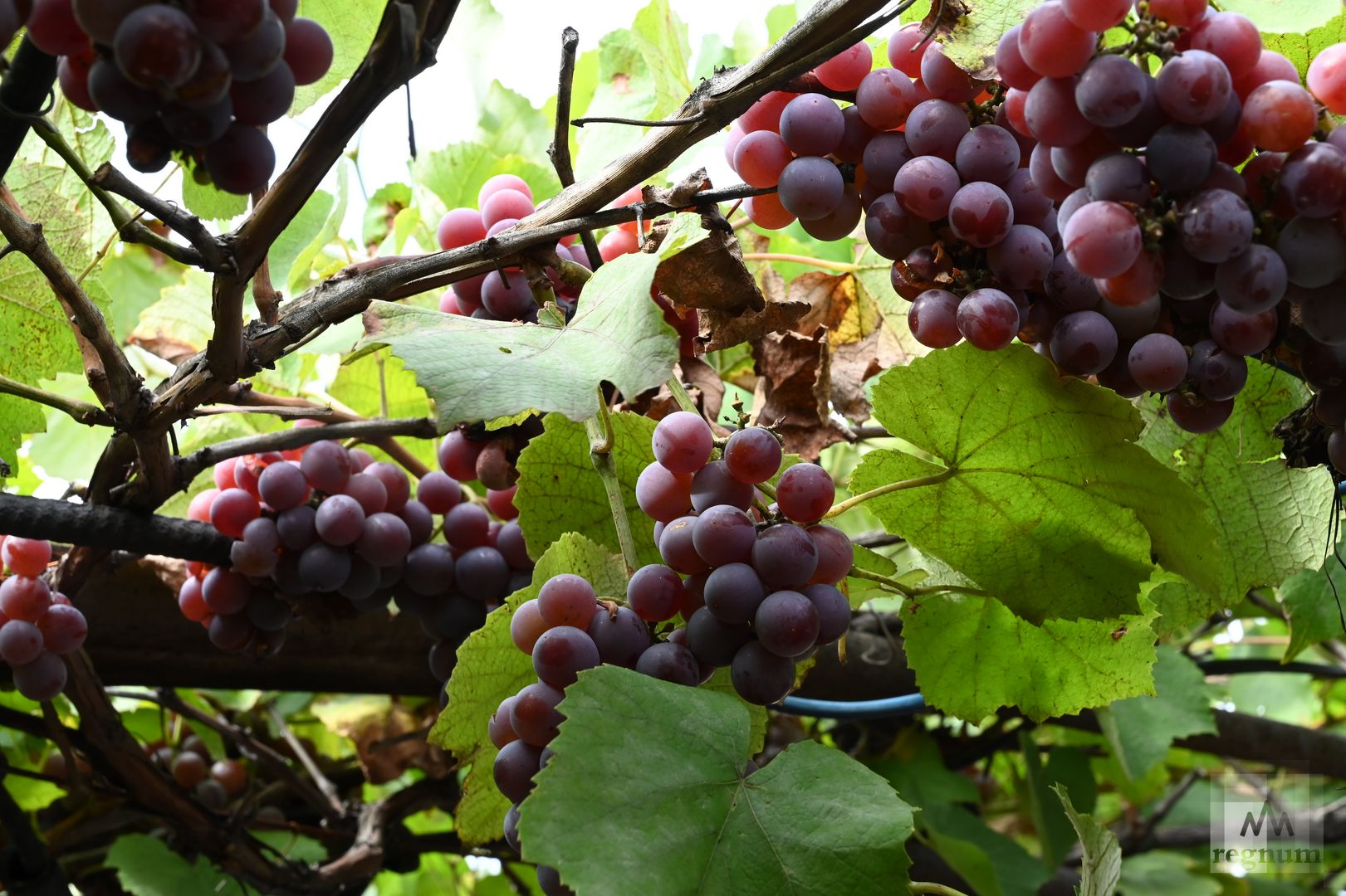 В Тошковке поспел виноград