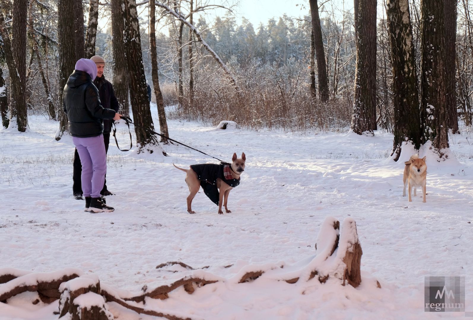 Утренняя прогулка с собакой по первому снегу