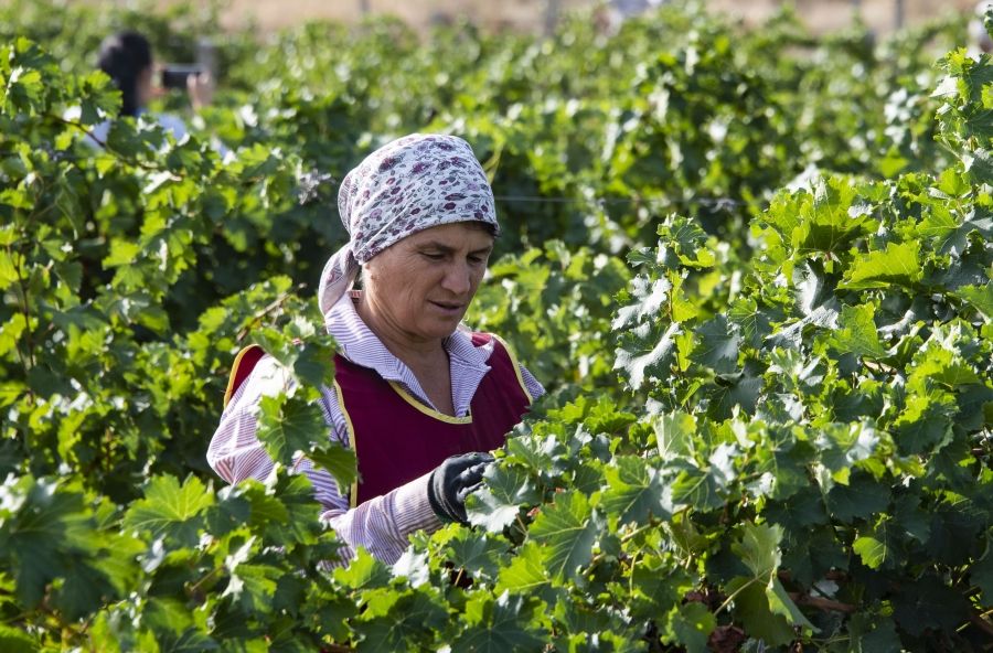 Женщина собирает виноград в Крыму