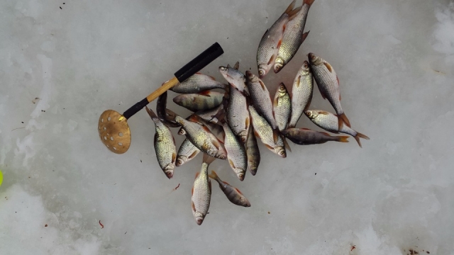 Клев димитровград. Рыбалка на Черемшане. Зимняя рыбалка на Черемшане. Рыба в реке большой Черемшан. Черемшан Ульяновская область рыбалка.